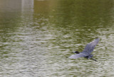 Lil blue heron over pond