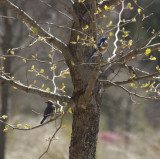 Two blues and a yellow rump