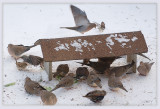 Feeding Frenzy At Snowy Diner