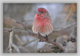 Mister House Finch