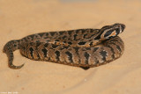 Vipera palaestinae   7726.jpg