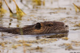 IMG_7325.jpg   Myocastor coypus