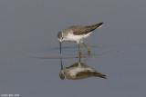  Marsh Sandpiper 5687 - 