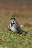 White Wagtail5868 copy.jpg  Motacilla alba