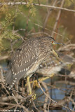 Night Heron7405.jpg