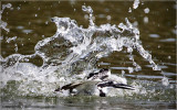 Pied Kingfisher_MC1M4065_s.jpg