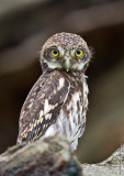  斑頭鵂鶹 Asian Barred Owlet HYIP9396_s.jpg