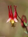 Red Columbine