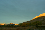 Golden Tops