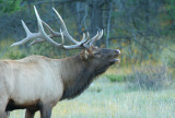 Bugle Boy