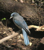 Mexican Jay (Gray Breasted)