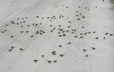 Common Redpoll flock feeding on road
