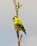 American  Goldfinch (male)