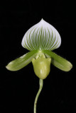 20082188 - Paph. Limelight  Robert Ware  HCC/AOS 77 points