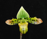 20106710 - Paph. venustum 'Bloomin Fool' HCC-AOS 78 pts