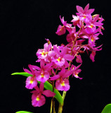 20105412 Bardendrum Sue Golan 'Memoria Gus' HCC/AOS 78 pts.
