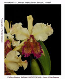 20074131 - Cattley dowiana 'Kathleen' AM/AOS 80 pts.