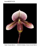 20074129 - Paph Chunky Mama 'Plump Pudding' AM/AOS 82 pts.
