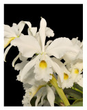 20085914 - C. warneri 'Claire' AM/AOS 83 pts,