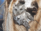 Eastern Screech-Owl3.jpg