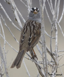 White-crowned Sparrow2.jpg