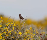 Dartford Warbler (Sylvia undata)