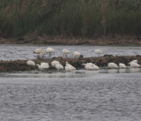 Little Egret (Egretta garzetta)