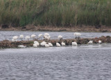 Little Egret  (Egretta garzetta)