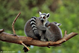 Lemur leisure time
