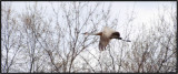 Sandhill Crane