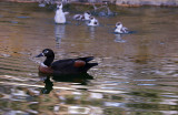 Australian Shelduck