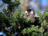 Short-Billed Black-Cockatoo