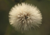 Dandelion in the fog