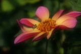 Dahlia