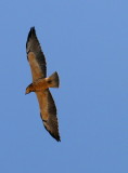 BROADWINGED HAWK