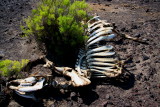 DEATH IN THE HIGH DESERT II