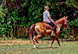 HORSE AND RIDER