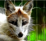 I ELECTRIFIED SANDYS FOX