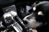 TRIP STICKSHIFT SP