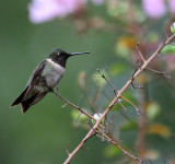 RUBY THROATED HUMMER IN A TREE II