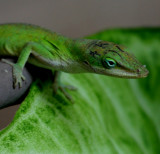 GARDEN LIZARD I NAMED LIZZY