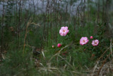 ROSES GROWING IN THE WILD