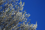BRADFORD PEAR BLOSSOMS
