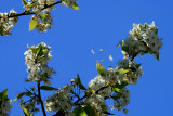 BLOWING PETALS