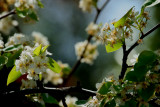 SPRING TREE