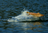 SPLISH, SPLASH, I WAS TAKING A BATH!