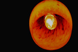 TITC - STILL LIFE LIT BY ONE LIGHT AND A CIRCLE FOR THE DECEMBER CHALLENGE