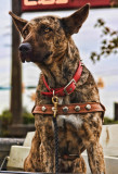 ON THE LOOK OUT