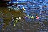 FLOWERS IN THE WATER WITH DAVE
