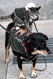 RAT, CAT AND DOG....FOOD CHAIN?  I THINK NOT!
